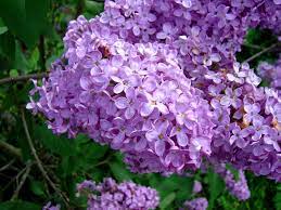 lilas